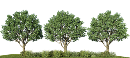 3d rendering illustration tree isolate png