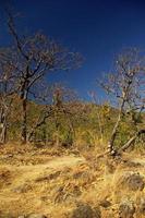 Deciduous forest in dryness season photo