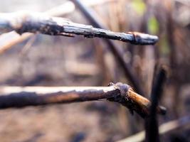 Ashes and wreck stump grass after the fire photo