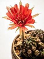 Red color delicate petal with fluffy hairy of Echinopsis Cactus flower photo