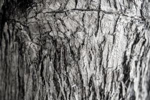 Surface texture and trenches on the bark photo