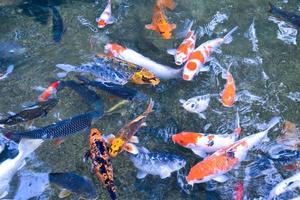 Group of KOI fish or crap fish which swimming in a small pond, in motion, soft and selective focus. photo