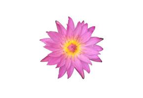 Isolated single pink nymphaeaceae or lotus flower with clipping paths. photo