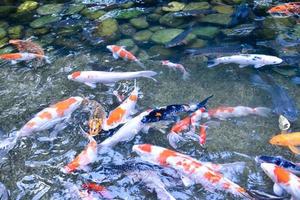 grupo de peces koi o peces basura que nadan en un pequeño estanque, en movimiento, enfoque suave y selectivo. foto
