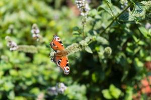 peacock butterfly next to the butterfly bush buddleja davidii photo