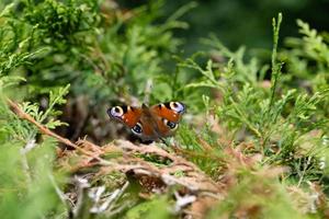 peacock butterfly next to the butterfly bush buddleja davidii photo