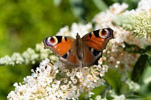 peacock butterfly next to the butterfly bush buddleja davidii photo