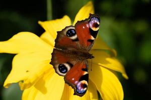 peacock butterfly next to the butterfly bush buddleja davidii photo