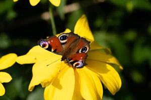 peacock butterfly next to the butterfly bush buddleja davidii photo