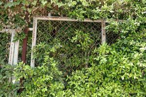 Painted white chain link fence covered by leaves of climber tree, some rusty on surface of chain link fence. photo