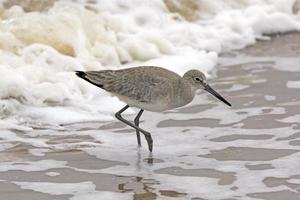 Willet Wandering through the Sea Foam photo