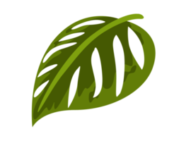 naturaleza - hoja verde png