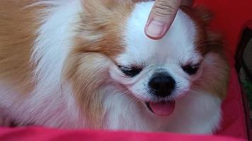acariciando a cabeça de um cachorro chihuahua sentado no carrinho vermelho