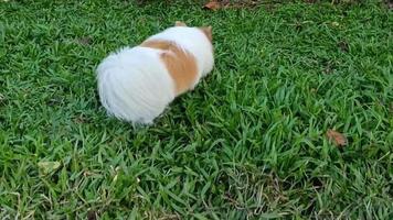 cão raça chihuahua andando na grama procurando um lugar para urinar ou cagar video