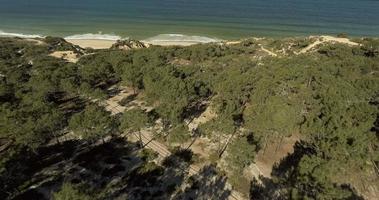 forêt luxuriante sur la côte de gale, près du camping praia da gale au portugal par une journée ensoleillée - tir de drone aérien video