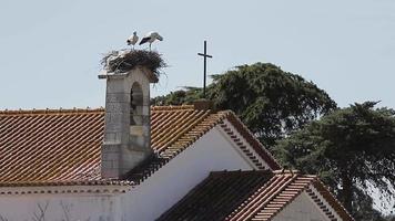 une paire de mouettes perchées au sommet du clocher dans une église abandonnée au portugal et protégeant leur nid des ennemis - plan large video