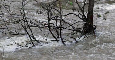 Heavy Flood Flowing Through The Bare Tree Branches In Leiria, Portugal After The Rain - Closeup Shot video