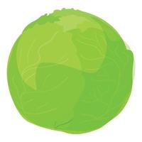 Green cabbage icon, cartoon style vector