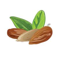 icono de almendra, estilo de dibujos animados vector