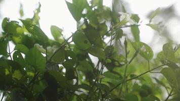 hermosas hojas verdes, ramas de árboles y luz solar, vista de ángulo bajo, concepto natural video