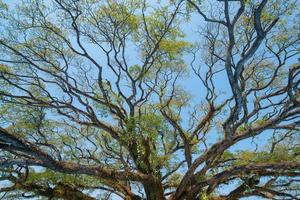 The beautiful branch of Albizia saman or Samanea saman. photo