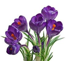 Spring bouquet of purple crocuses isolated on white background photo