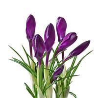 Spring bouquet of purple crocuses isolated on white background photo