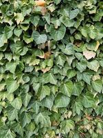 hojas de hiedra verde en la pared. fondo texturizado de hojas. textura de pared de planta verde para diseño de fondo y pared ecológica y troquelada para obras de arte. muchas hojas foto