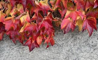 Climbing ornamental plant with bright red leaves of maiden grapes on concrete wall in fall. Bright colors of autumn. Parthenocissus tricuspidata or Boston ivy changing color in Autumn. Nature pattern photo