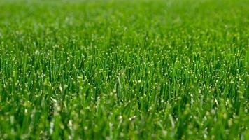 Close up green grass, natural greenery background texture of lawn garden. Ideal concept used for making green flooring, lawn for training football pitch, Grass Golf Courses, green lawn pattern. photo