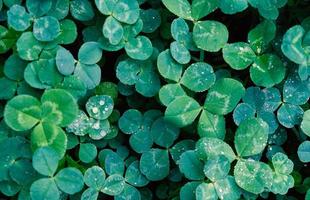Close-up of green clover leaves with water drops from rain or morning dew. Abstract natural soft background with copy space, top view. photo