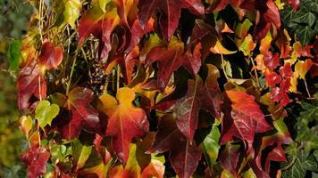 Climbing ornamental plant with bright red leaves of maiden grapes on wall in fall. Bright colors of autumn. Parthenocissus tricuspidata or Boston ivy changing color in Autumn. Nature pattern photo