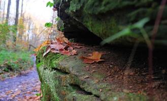 Green moss on natural stone podium with fern leaves, yellow fall leaves, autumn forest background for presentation of goods and cosmetics. Natural stand for presentation and exhibitions. photo