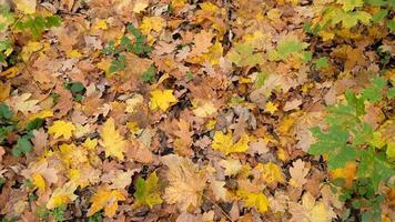 Yellow and orange oak and maple fall leaves, seasons change. Natural abstract background of fallen autumn tree leaves. Beautiful pattern with neutral colors. Minimal stylish texture, trend concept. photo