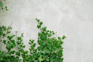 las hojas de hiedra verde se enroscan en la pared de yeso gris. fondo texturizado de hojas. textura de pared de planta verde para diseño de fondo y pared ecológica y troquelada para obras de arte. vieja pared de yeso con grietas. foto