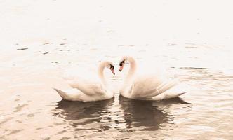 Couple of white swans swim in the water. A symbol of love and fidelity is two swans make a heart shape. Magical landscape with wild bird - Cygnus olor. Toned image, banner, copy space. photo