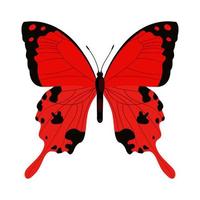 Single colorful butterfly isolated on white background. Exotic tropical insect with bright wings and antennae. vector