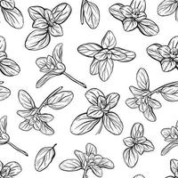 Basil Pattern. Italian herbs.A sprig of marjoram vector