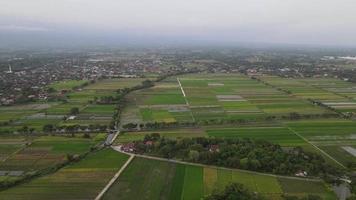 antenne visie van dichtbij omhoog van geel groen rijst- veld- voordat oogst video