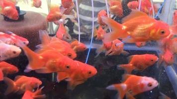 Goldfische in einem Aquarium video