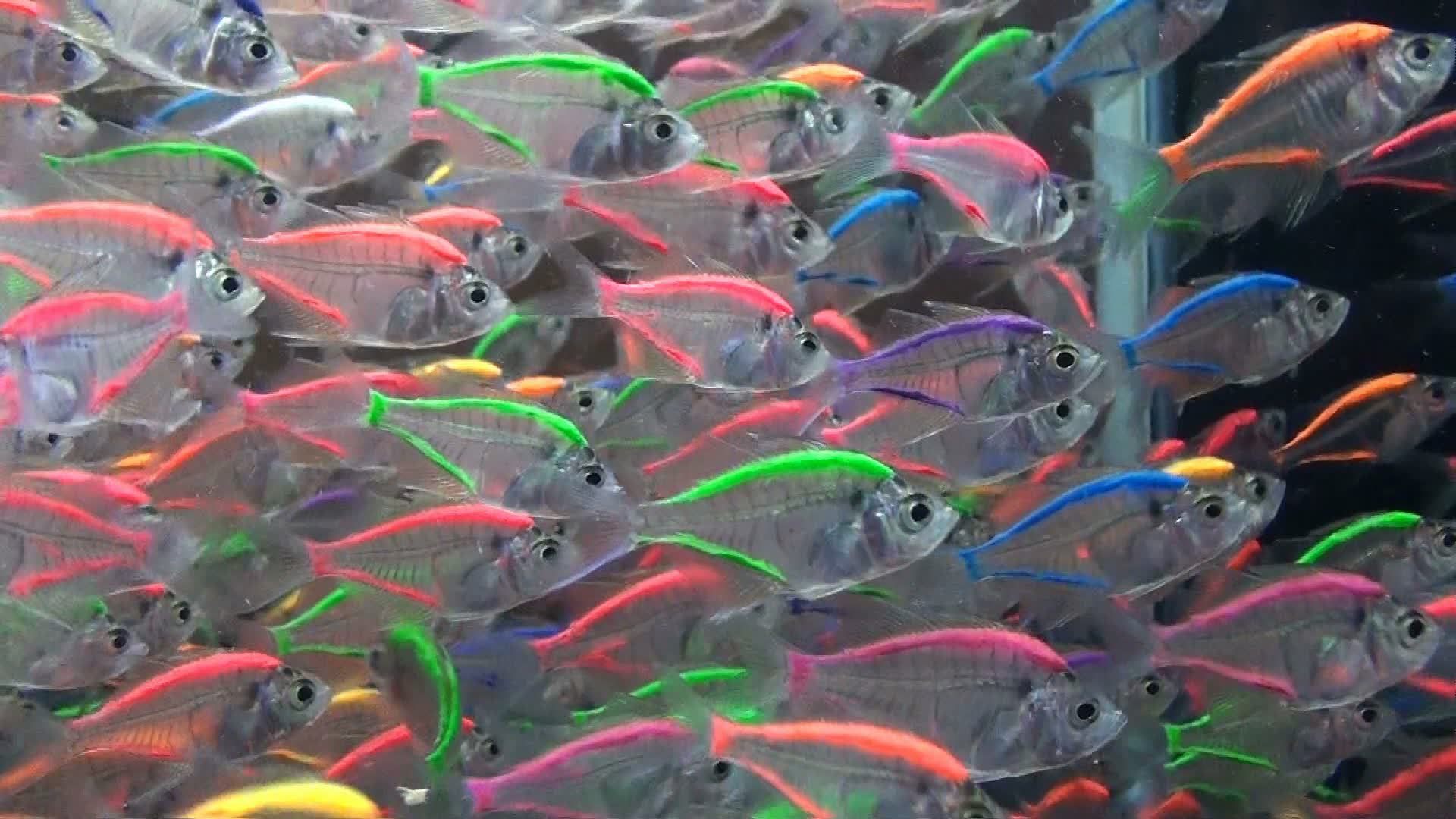 Ornamental fishes, transparent fishes in an aquarium 14589740 Stock Video  at Vecteezy