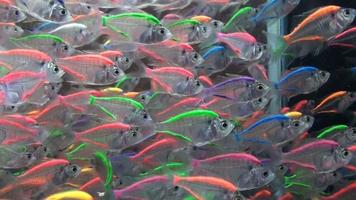 Ornamental fishes, transparent fishes in an aquarium video