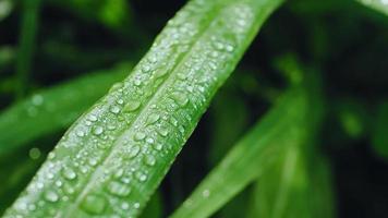 gouttelettes d'eau sur l'herbe et les feuilles en saison des pluies video