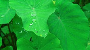 las gotas de lluvia caen sobre las hojas en la temporada de lluvias video