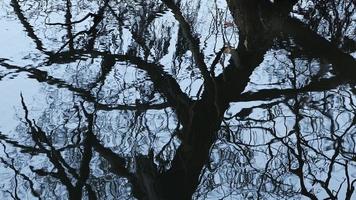 The Shadow of the Dry Branches of the Tree in the Lake Water video