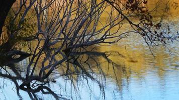 der Schatten der trockenen Äste des Baumes im Seewasser video