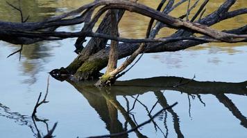 der Schatten der trockenen Äste des Baumes im Seewasser video