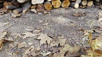 astillas de madera de roble aserradas en la naturaleza video