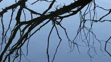 il ombra di il asciutto rami di il albero nel il lago acqua video