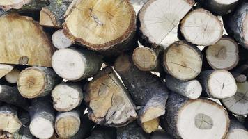 astillas de madera de roble aserradas en la naturaleza video